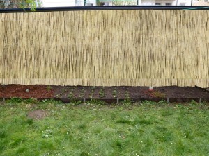 P1090030-Schilf